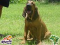 In Memorian - Fila Brasileiro Dourado - Canil Singular - Fisher